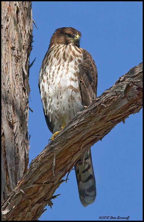 _0SB4528 coopers hawk.jpg